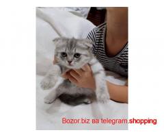 Mushuklar sotiladi Aloqa telegram orqali