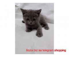 Mushuklar sotiladi Aloqa telegram orqali