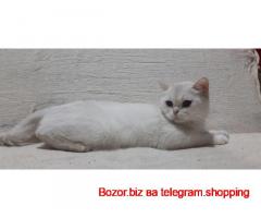 Mushuklar sotiladi Aloqa telegram orqali