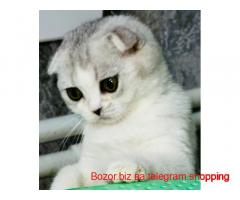 Mushuklar sotiladi Aloqa telegram orqali
