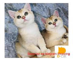 Mushuklar sotiladi Aloqa telegram orqali