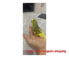 Qushlar sotiladi Aloqa telegram orqali