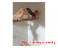Qushlar sotiladi Aloqa telegram orqali