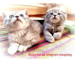 Mushuklar sotiladi Aloqa telegram orqali