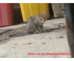 Mushuklar sotiladi Aloqa telegram orqali